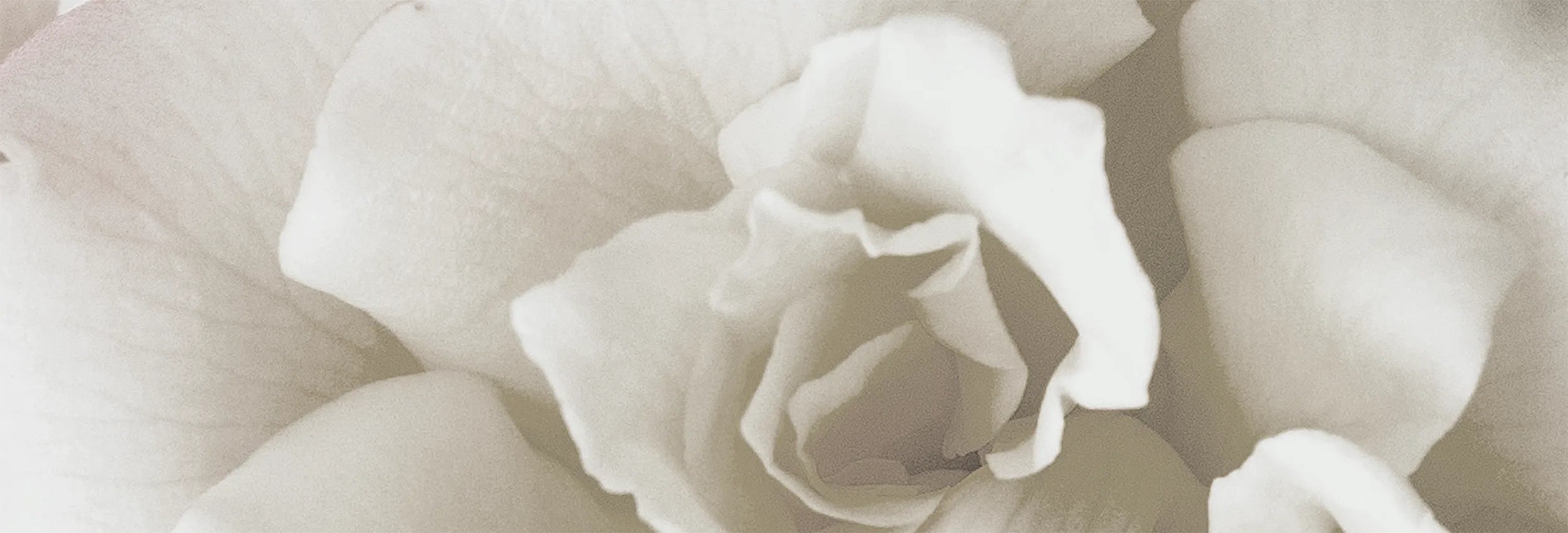Close-up of a white rose with a soft focus effect