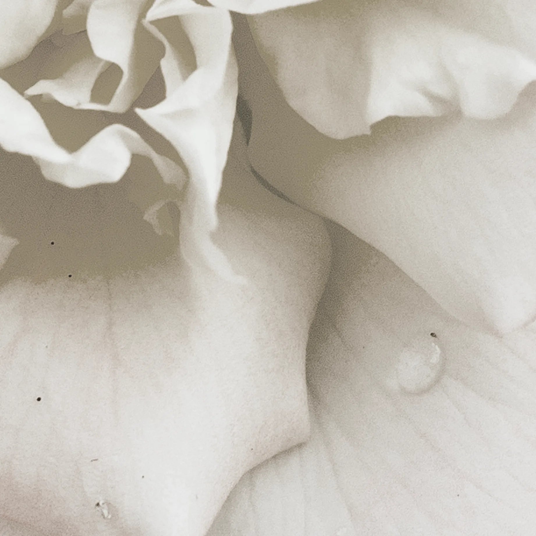 Close-up of a white rose with a soft focus effect