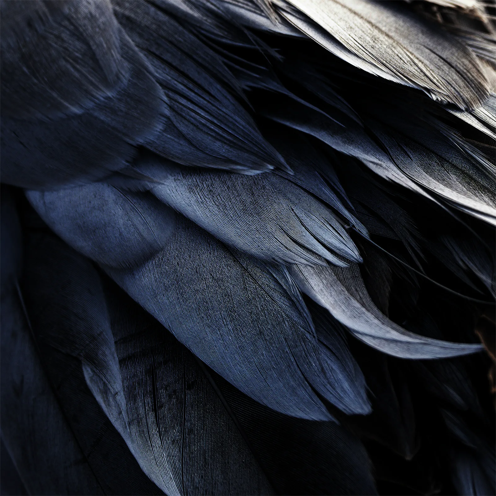 Close-up of layered dark feathers with deep blue, charcoal, and black tones, showing fine texture and soft highlights.