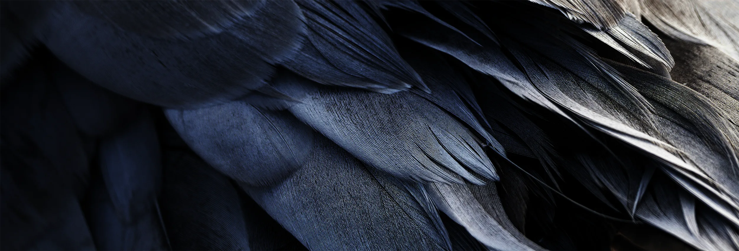Close-up of layered dark feathers with deep blue, charcoal, and black tones, showing fine texture and soft highlights.
